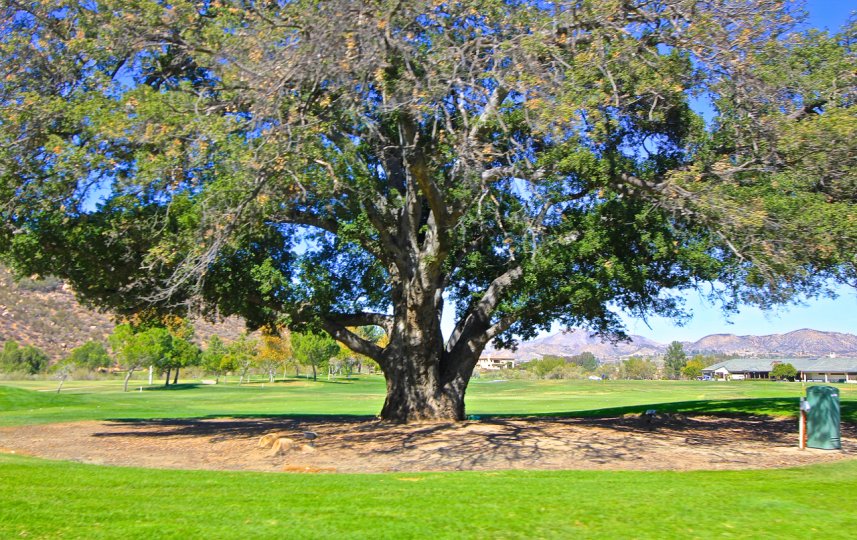 Large oak trees adorn the community of Bear Creek in Murrieta CA