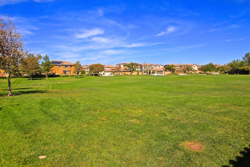 Large grassy field perfect for sports, pets or picnics in Paseo Del Sol