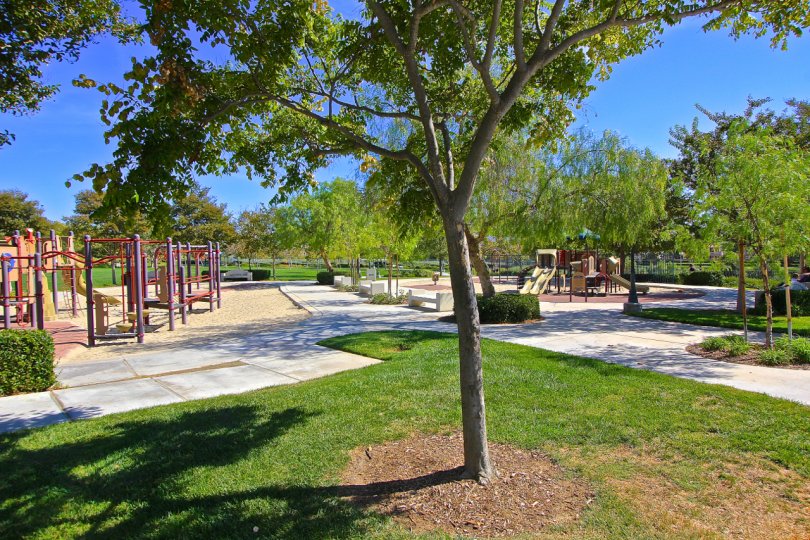 Large grassy area and playground at Paseo Del Sol